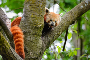 Red Panda, Firefox or Lesser Panda (Ailurus fulgens) sitting in