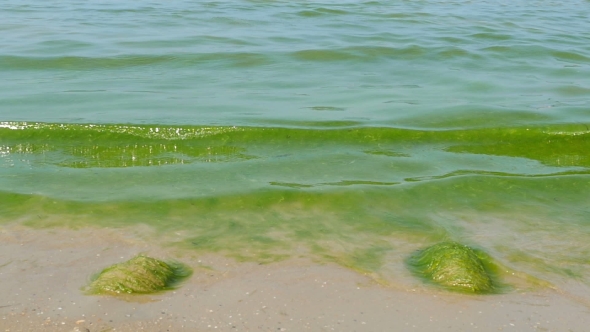 Ecological Problem, Blue-green Algae in the Sea