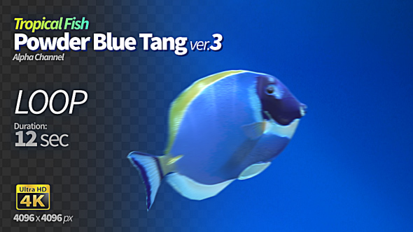 Powder Blue Tang 3