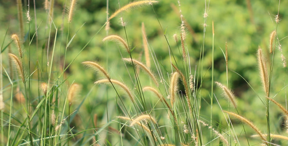 Lalang Grass (Imperata Cylindrical) Flower