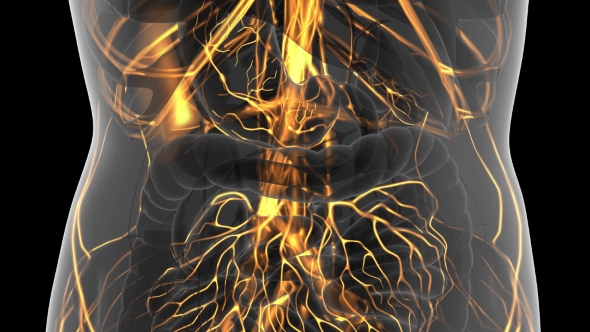 Human Body with Glow Blood Vessels alt