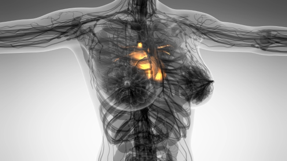 Anatomy Scan of Human Heart alt