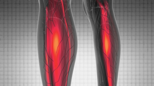 Human Muscle Anatomy alt