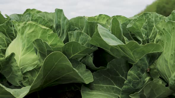 Cabbage Growing in a Farmer's field.Panorama LR . Slider