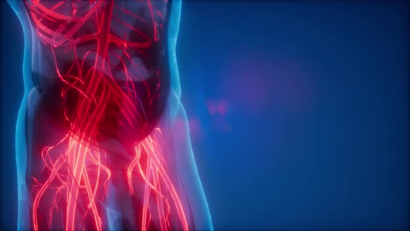 Blood Vessels of Human Body alt
