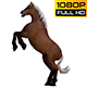 Horse 2 Pack 4 - VideoHive Item for Sale