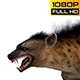 Hyena 1 - VideoHive Item for Sale