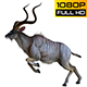kudu 1 Pack 4 - VideoHive Item for Sale