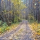 Road Through Beautiful Forest and Falling Leaves - VideoHive Item for Sale