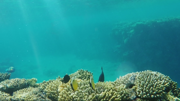 Amazing Underwater World - Crystal Clear Water with Sun Rays and Corals with Exotic Fish. Copyspace