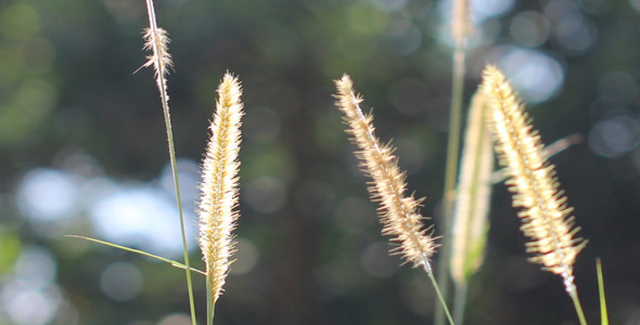 Lalang Grass Flower Backlit
