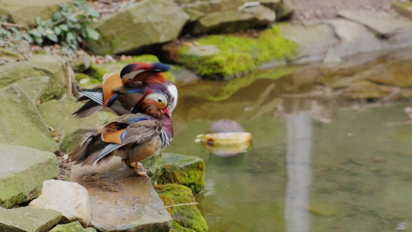 Mandarin Duck Carefully Cleans Feathers