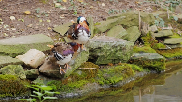 Couple of Mandarin Duck Carefully Cleans Feathers