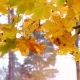 Golden Autumn Leaves Sways in Wind - VideoHive Item for Sale