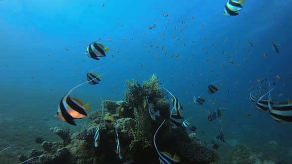 Tropical Underwater Colorful Reef