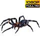 Spider 1 Realistic Pack 4 - VideoHive Item for Sale
