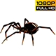 Spider 2 Realistic Pack 3 - VideoHive Item for Sale