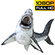 Shark 1 Realistic Pack 3 - VideoHive Item for Sale