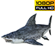 Shark 2 Realistic - VideoHive Item for Sale