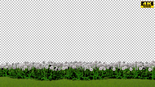 Dandelions and Grass alt