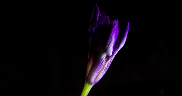 Purple Iris Blooms on a Black Background