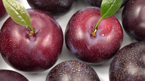 Harvesting fresh mouth-watering plums