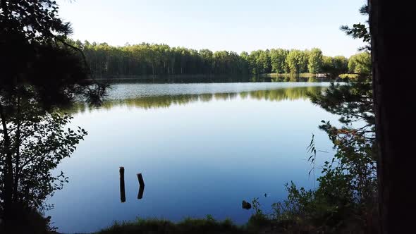 Morning In A Pine Forest