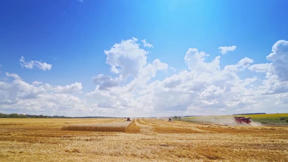 Ripe wheat field in summer.
