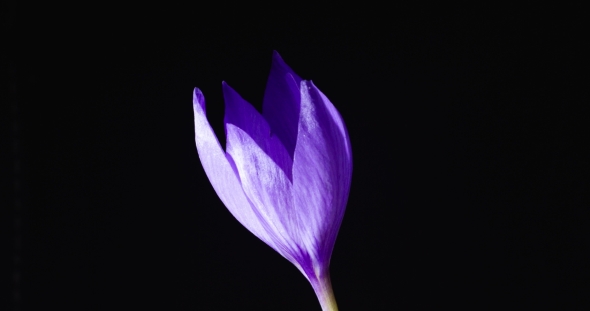 Lilac Crocus on a Black Background