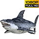 Shark 4 Realistic Pack 5 - VideoHive Item for Sale