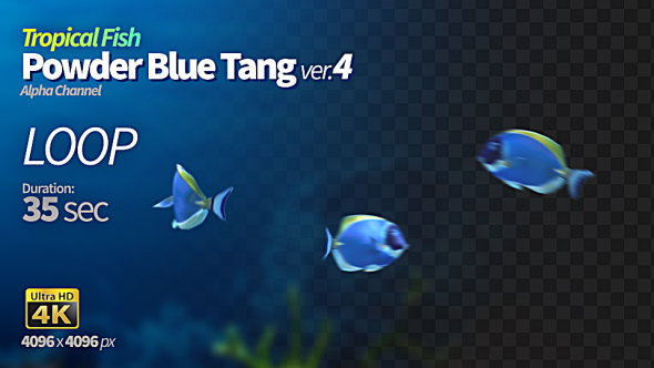 Powder Blue Tang 4