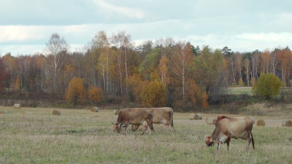 Herd Сows Graze Freely in Meadow on Background Haystack Roll