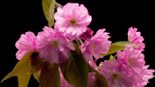 Pink Sakura Tree Flowers.