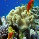 Colorful Fish on Vibrant Coral Reef, Red Sea - VideoHive Item for Sale