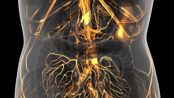 Human Body with Glow Blood Vessels alt