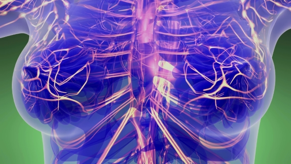 Human Body with Glow Blood Vessels alt