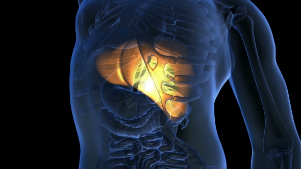 Anatomy Scan of Human Liver alt
