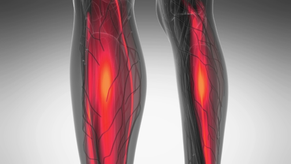 Human Muscle Anatomy alt