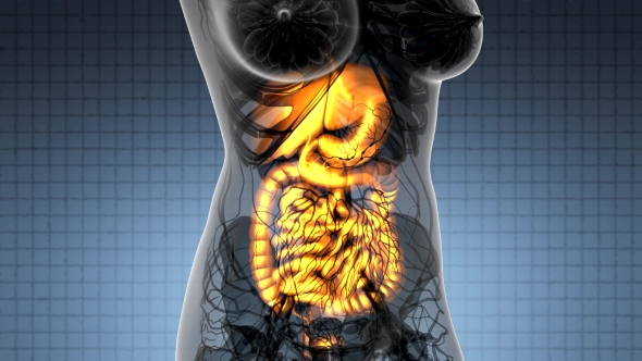 Human Body with Visible Digestive System alt