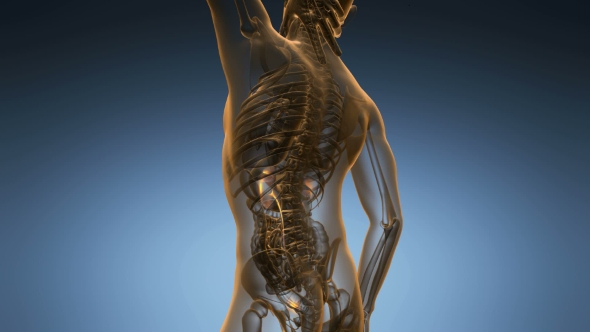 Anatomy Scan of Human Kidneys alt