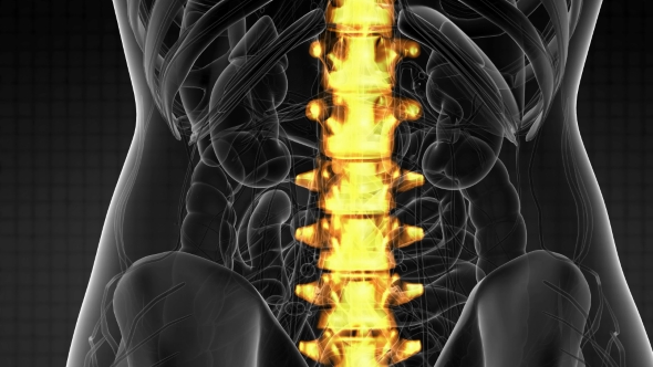 Backache in Back Bones alt