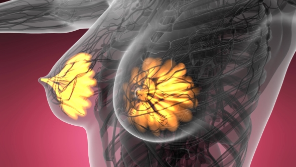 Human Body with Visible Glow Mammary Gland alt