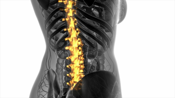 Backache in Back Bones alt