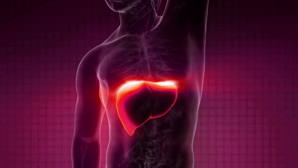 Anatomy Scan of Human Liver alt
