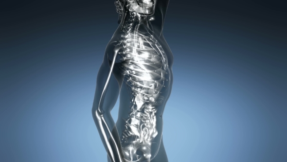 Human Body with Visible Skeletal Bones alt