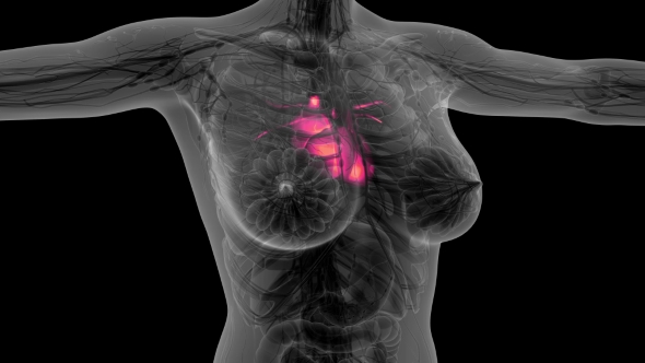 Anatomy Scan of Human Heart alt