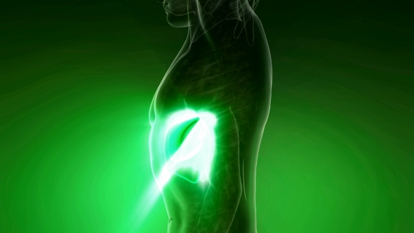 Anatomy Scan of Human Liver alt