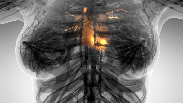 Anatomy Scan of Human Heart alt