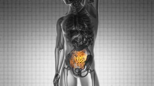 Anatomy Scan of Human Small Intestine alt