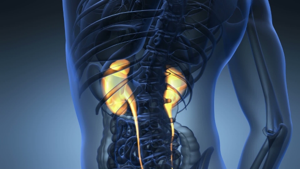 Anatomy Scan of Human Kidneys